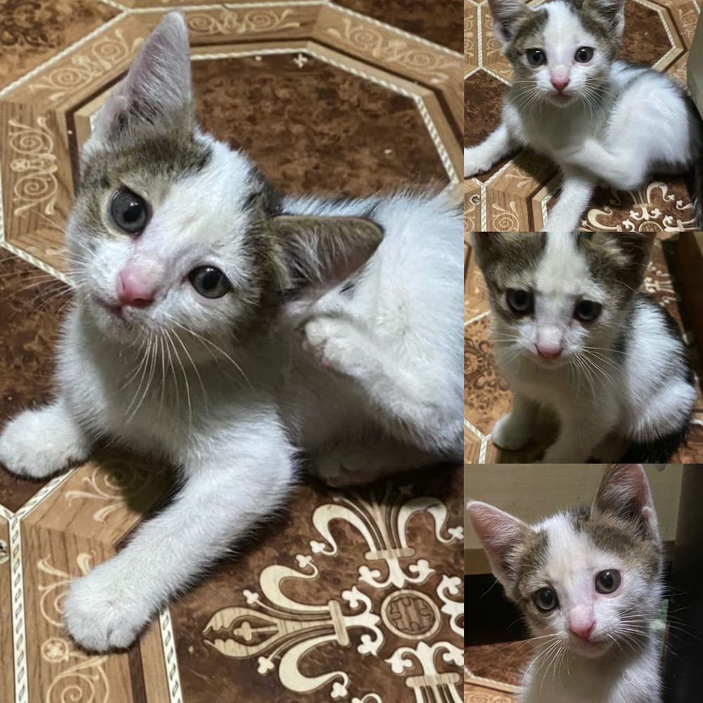Отдадим мальчика котенка в добрые руки!