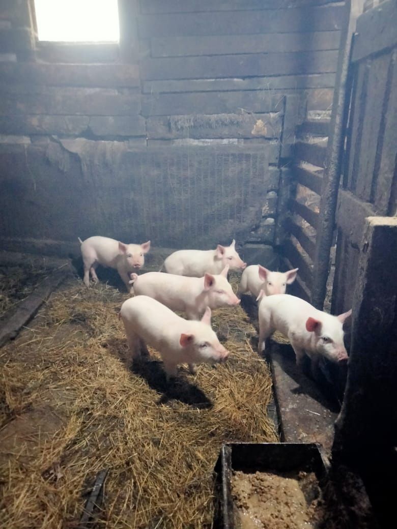 Продам месячных поросят
