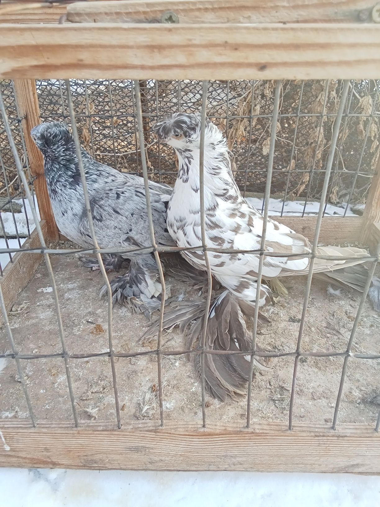 Продам голубей хороших