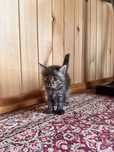 Отдам котят в добрые руки.