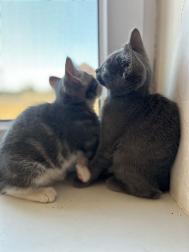 Отдам котят бесплатно