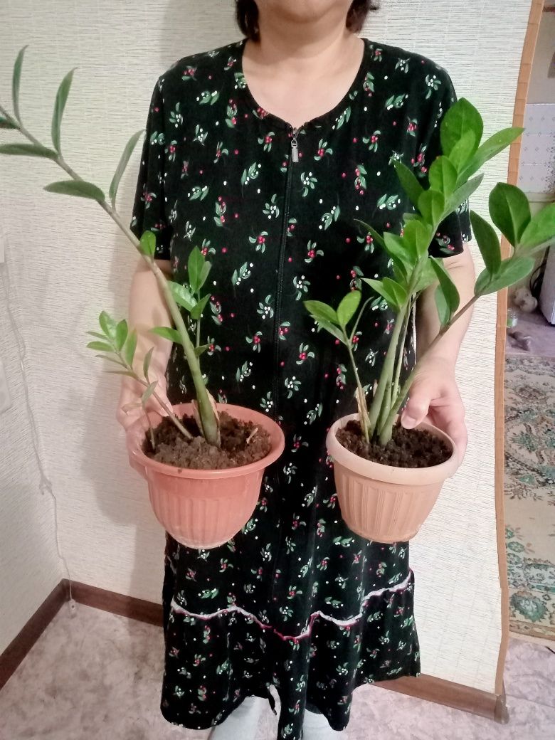 Продам комнатные цветы