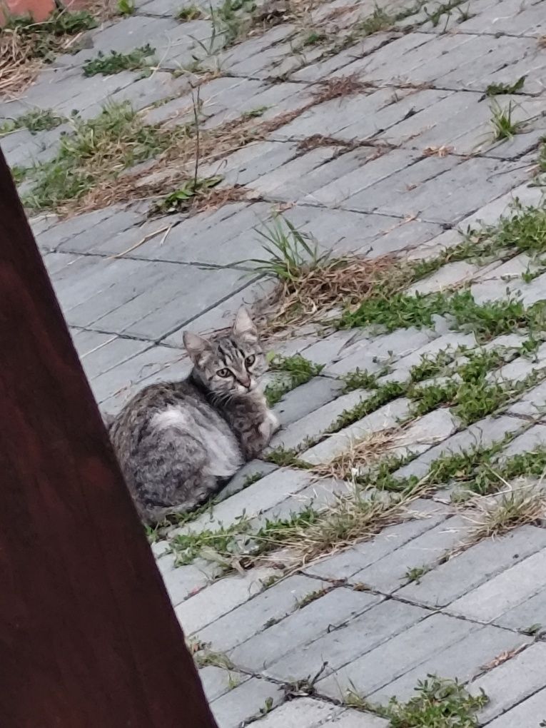 Отдам    котенка