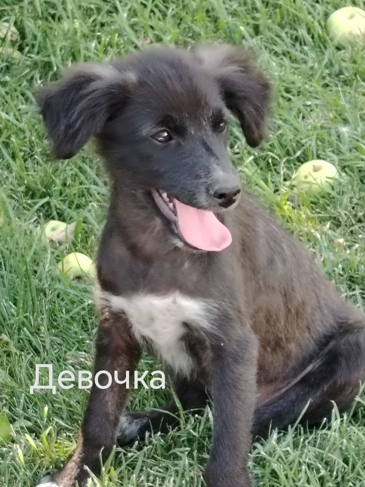 Отдам щенков в добрые руки