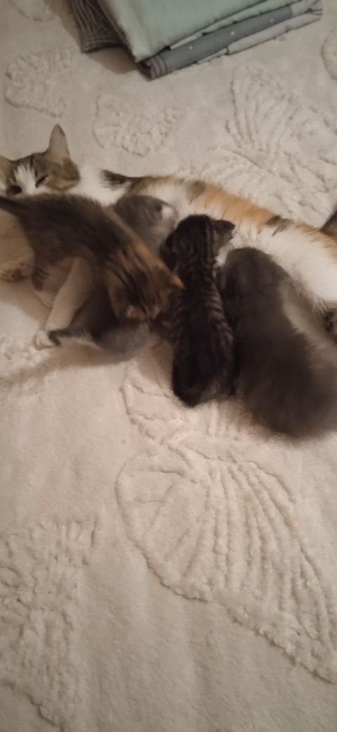 Отдадим Котят,веслоухих