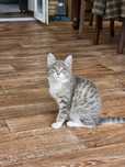 Котёнок подарить