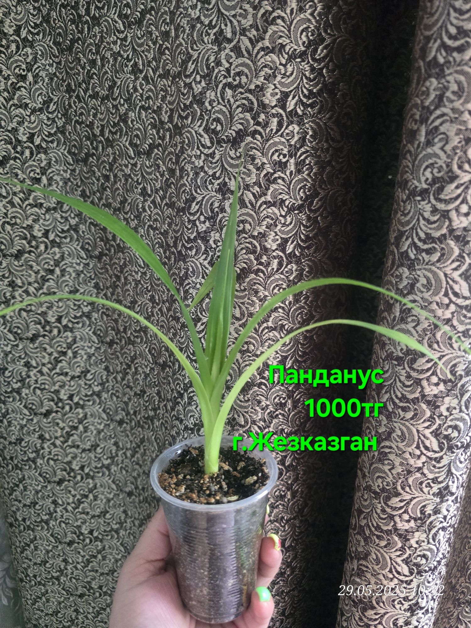 Продам комнатные цветы.