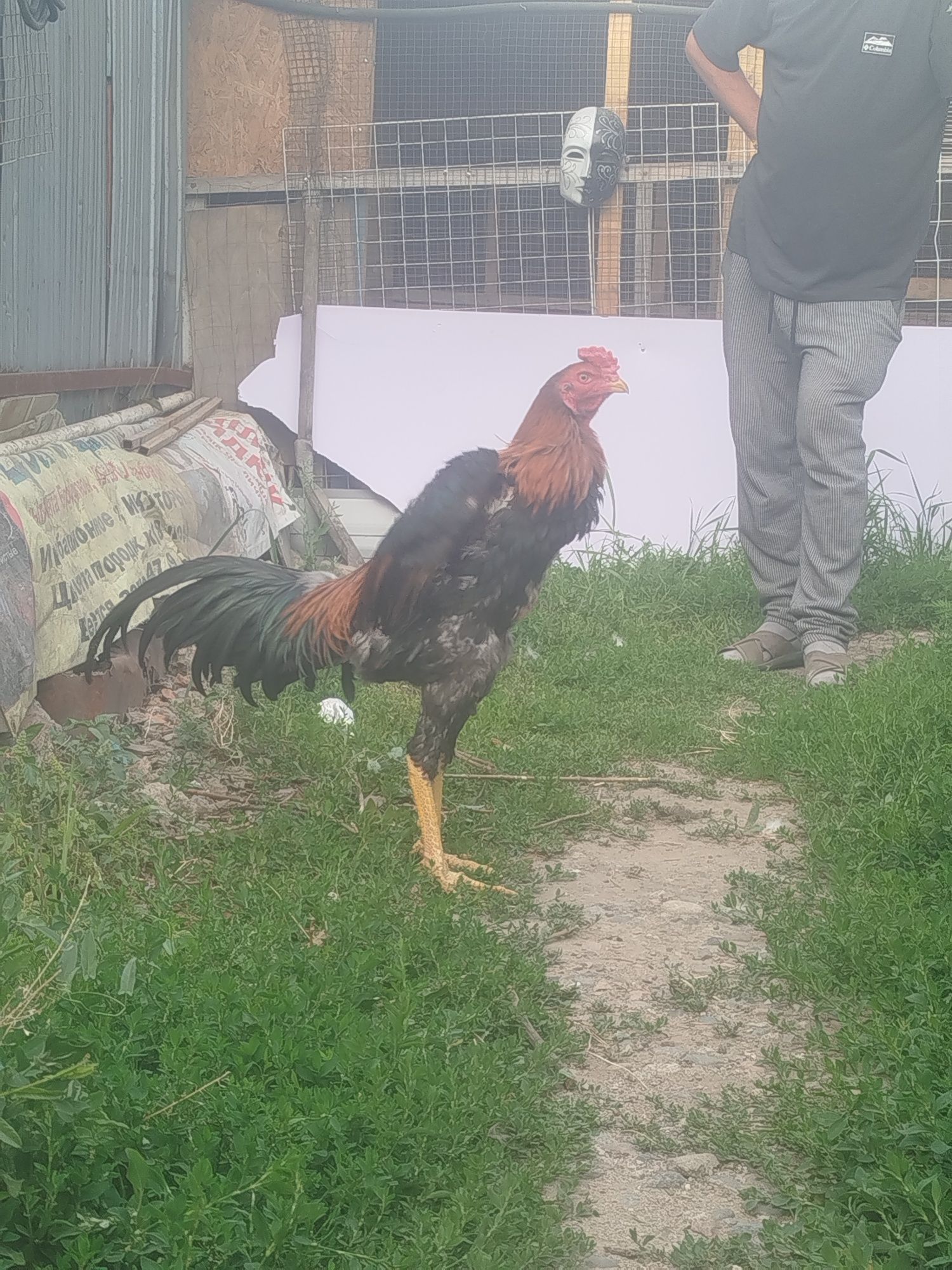 Дакан продам дакан