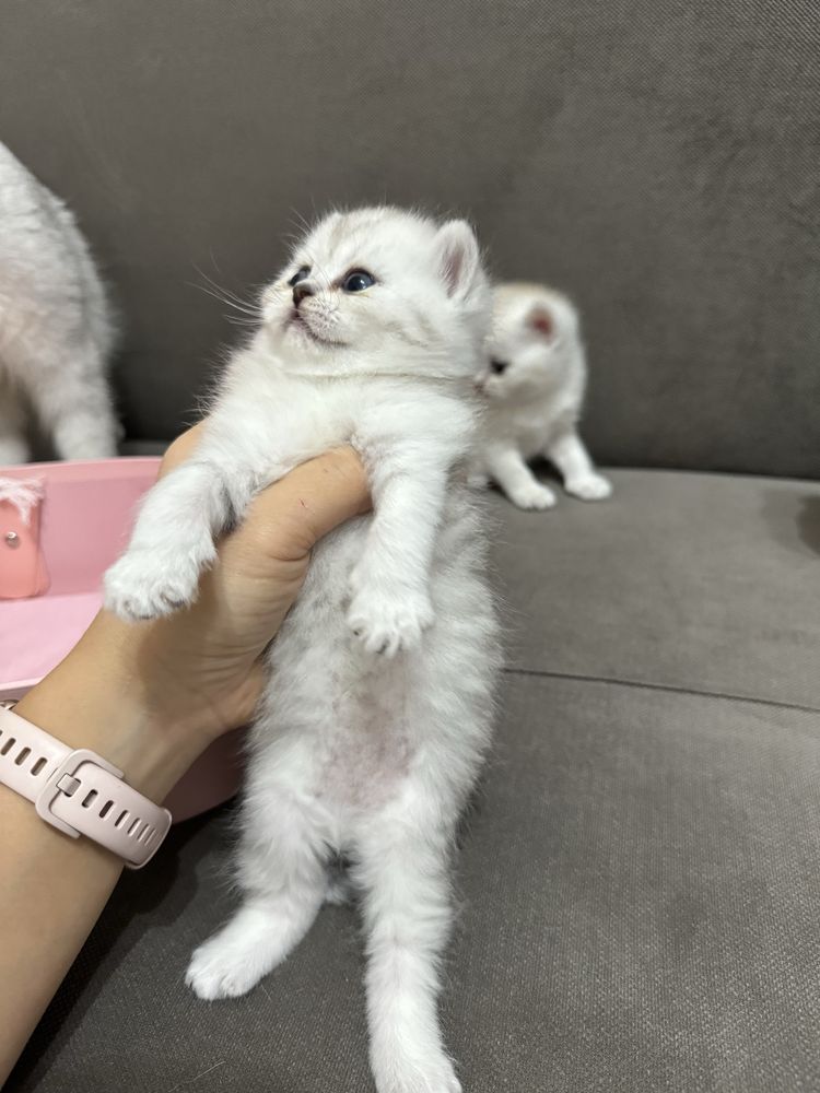 Шиншиллы чистокровные котята