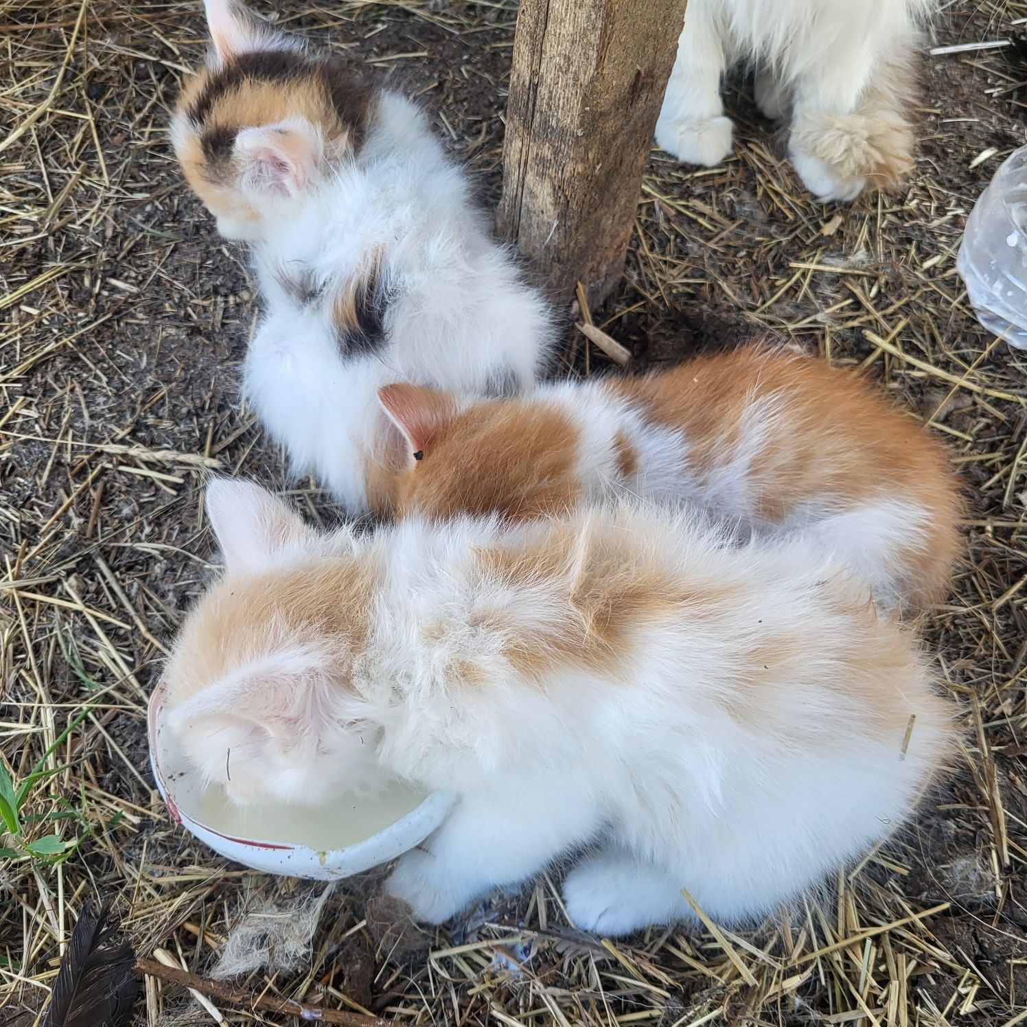 Мысықтар / отдам котят