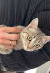 отдаем котенка срчоно