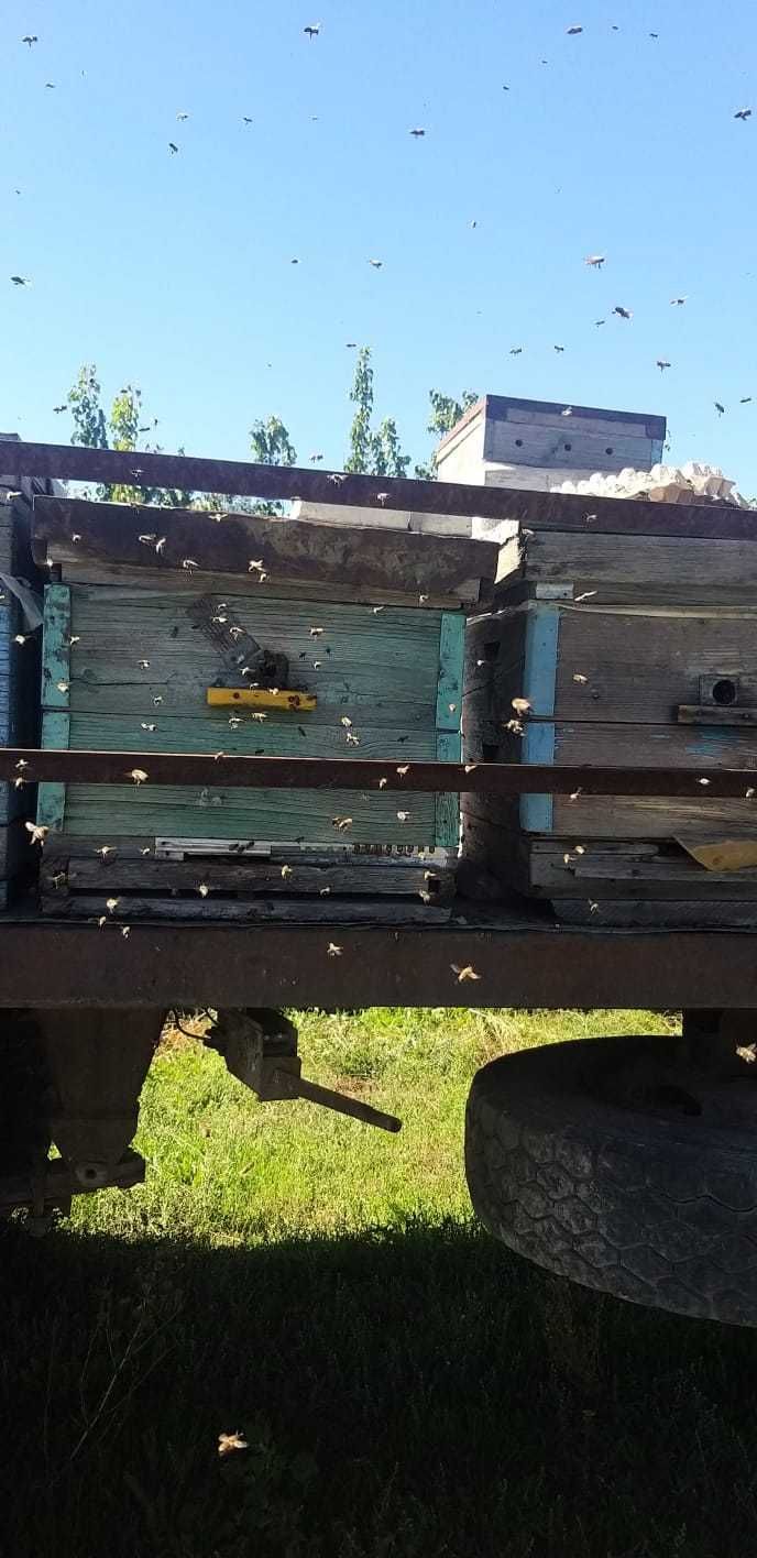 Продам натуральный, настоящий мёд, прополис