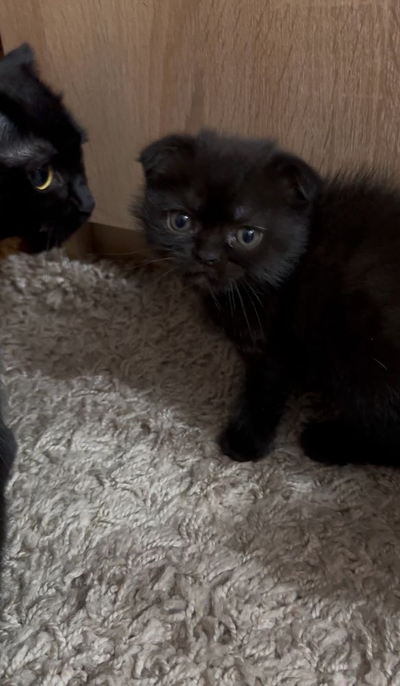 Продам породистых котят