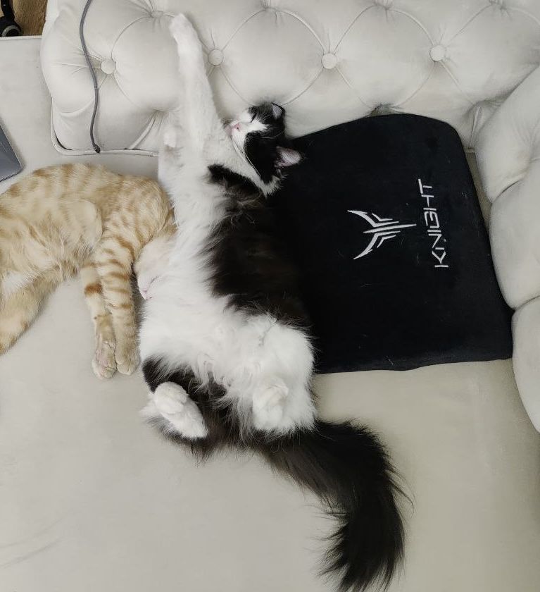 Кошка красавица ищет семью