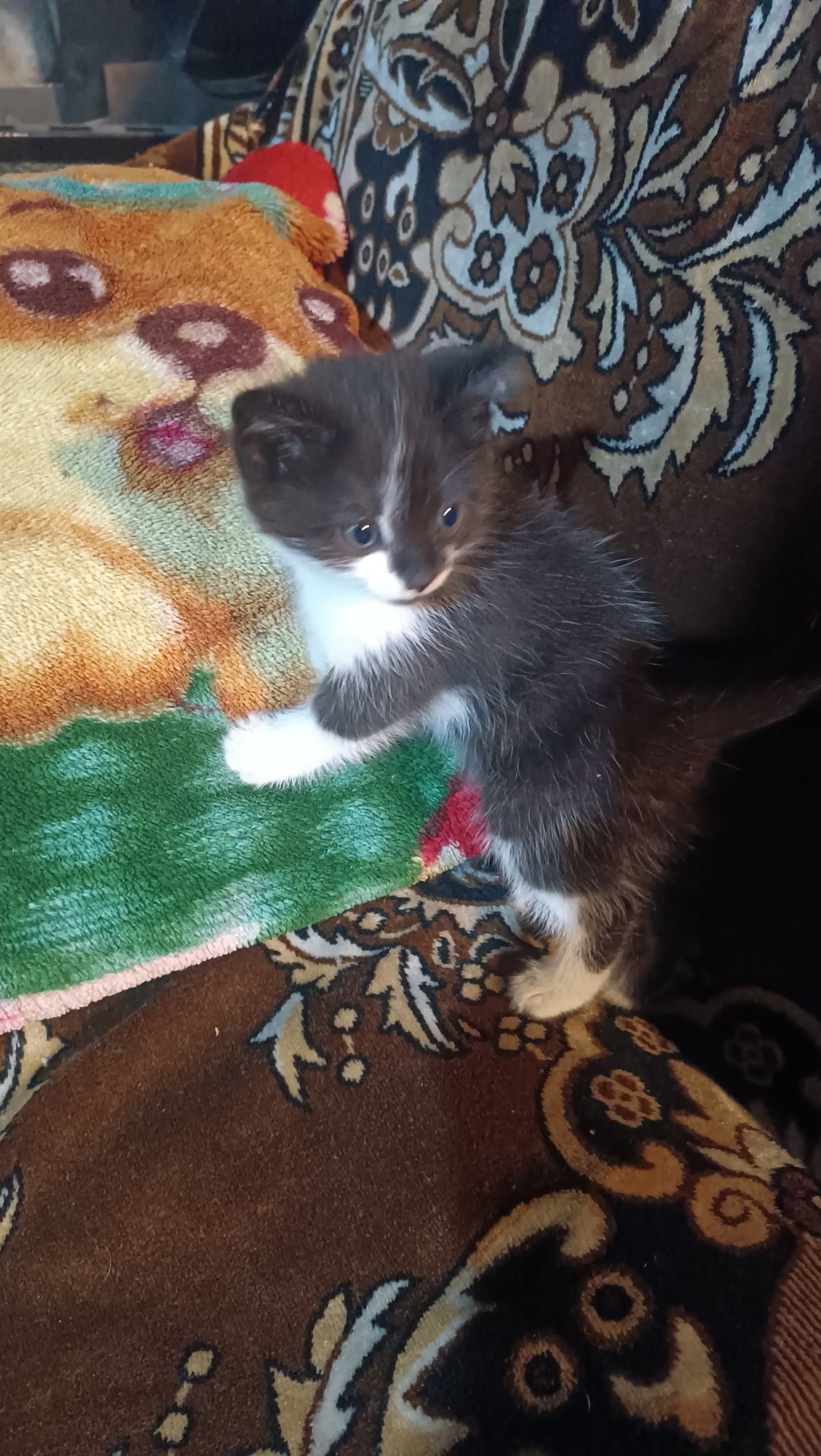 Отдам котят в добрые руки 2 шт