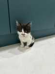 Котенок мальчик