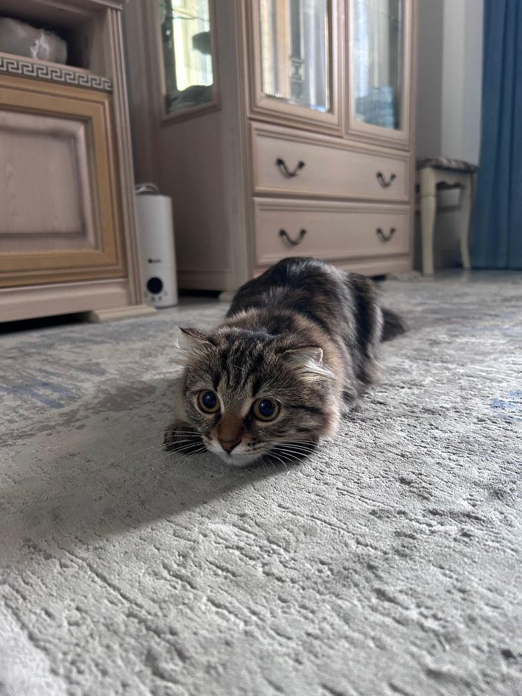 Отдам кошку в хорошие руки