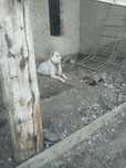 Алабай ИТ козыга ауыстырам охранга жаксы адамнан