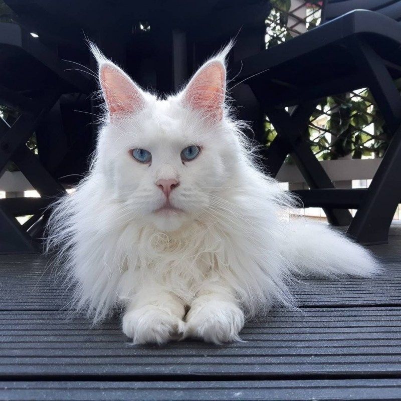НЕЖНЫЕ- БЕЛЫЕ котята Мейн Кунов