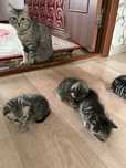 Котики мысыкттар