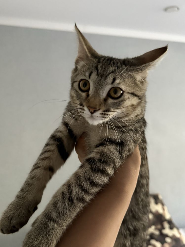 Котенок, Мальчик Бесплатно