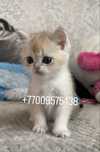 Шотландские котята, котёнок, золотая шиншила