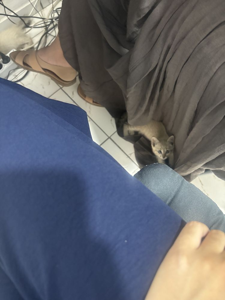 Отдам котят бесплатно