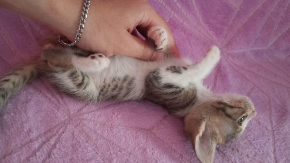 Котят марғау кошка