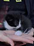 Котята бесплатно
