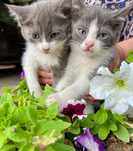 Котята в добрые руки!!!