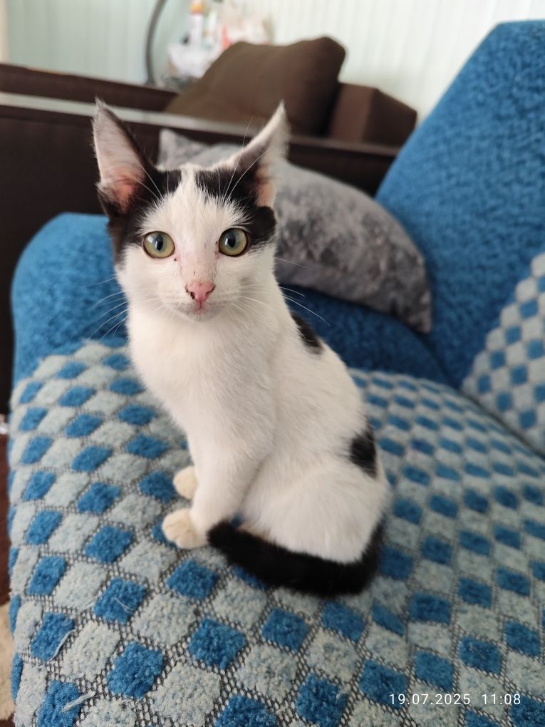 Отдам котенка в добрые руки