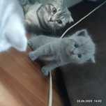 Продам котят породистые
