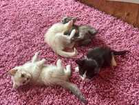 Отдам котят в хорошие руки