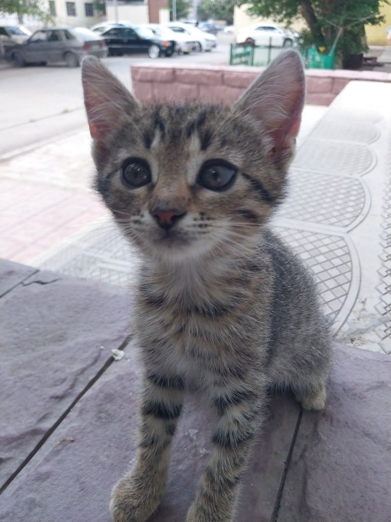 Кошечка девочка ,милашка в добрые руки ,друг и игрушка
