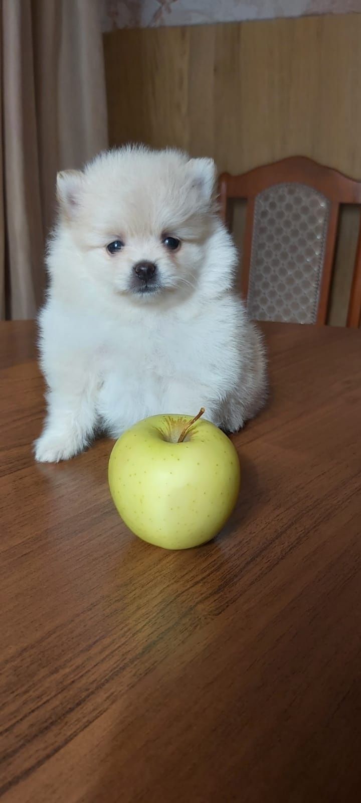 Щпицы щеночки готовы к переезду
