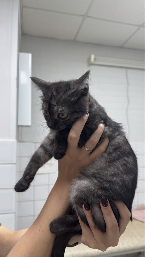 Отдадим котенка в добрые руки, девочка !