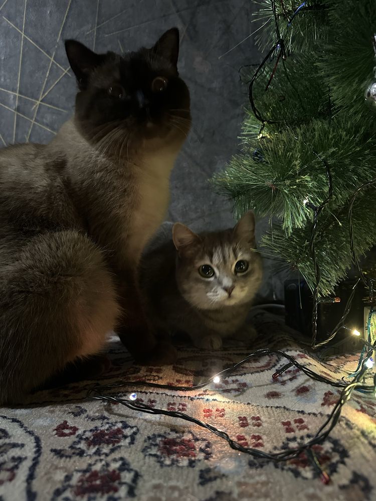 Отдам котика в добрые руки