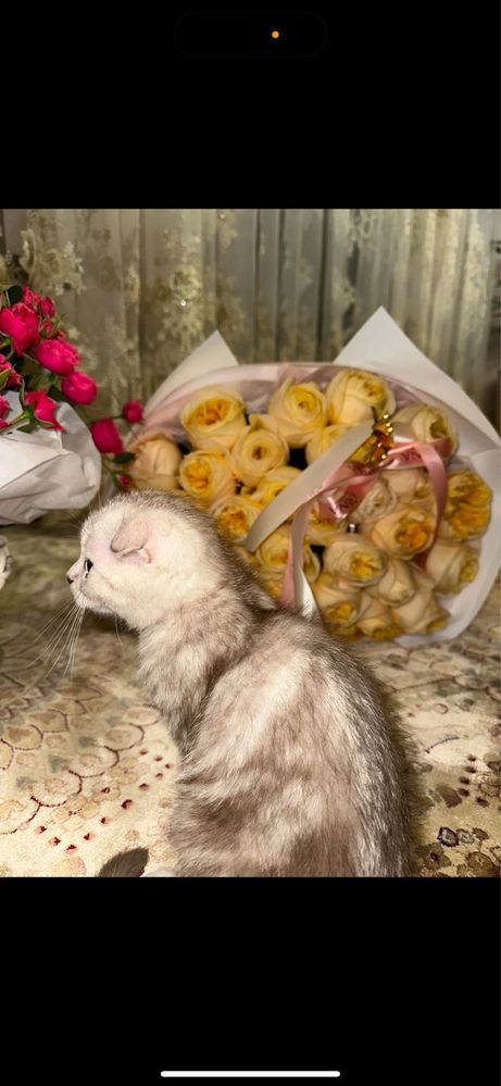 Шотландский котенок(Срочно)