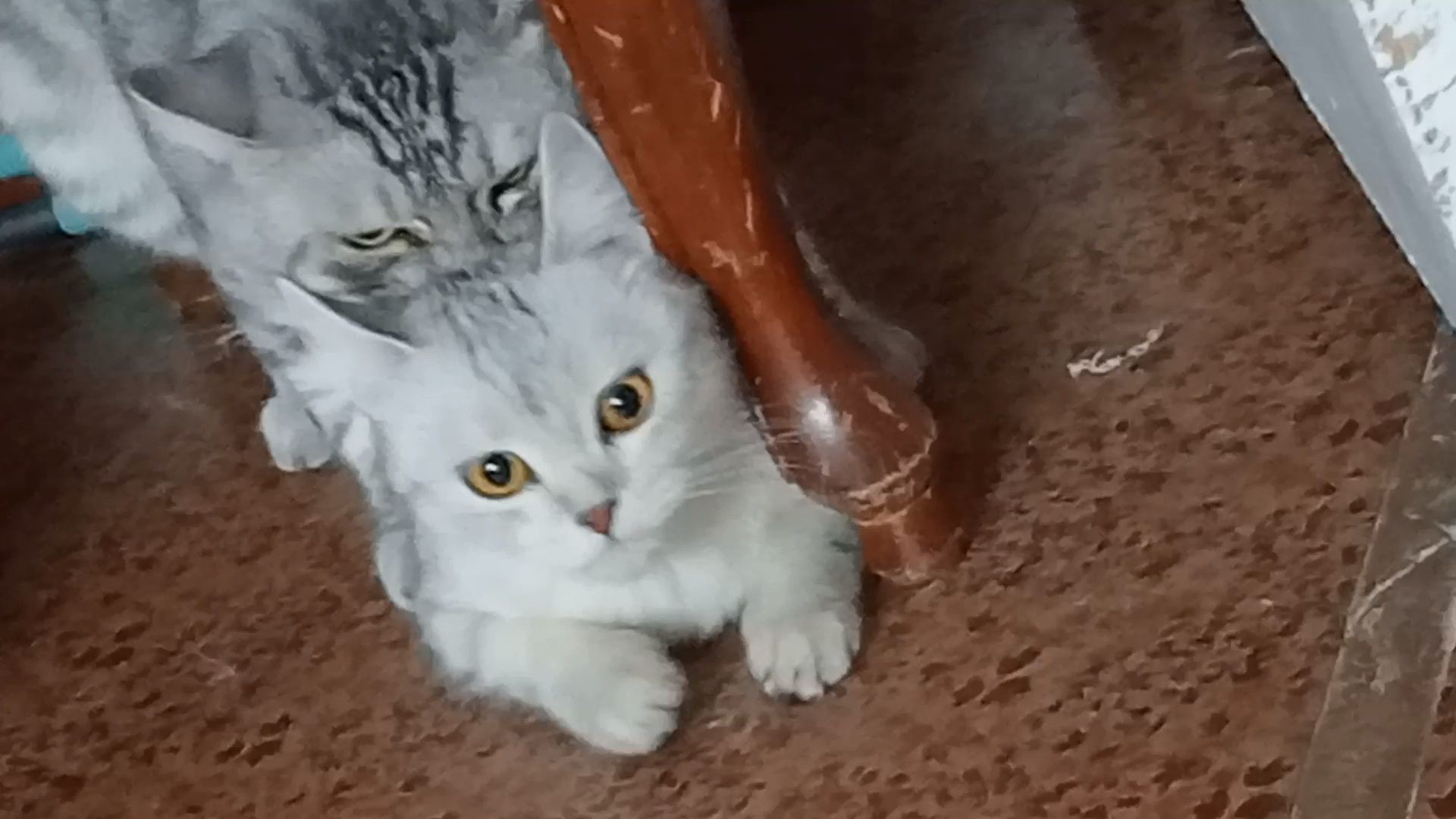 Одинокий кот ищет кошечку для вязки
