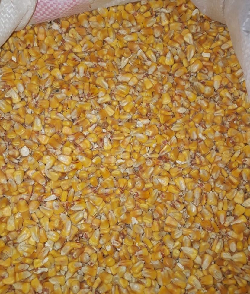 Продам кукурузу зерновую 65 тонн
