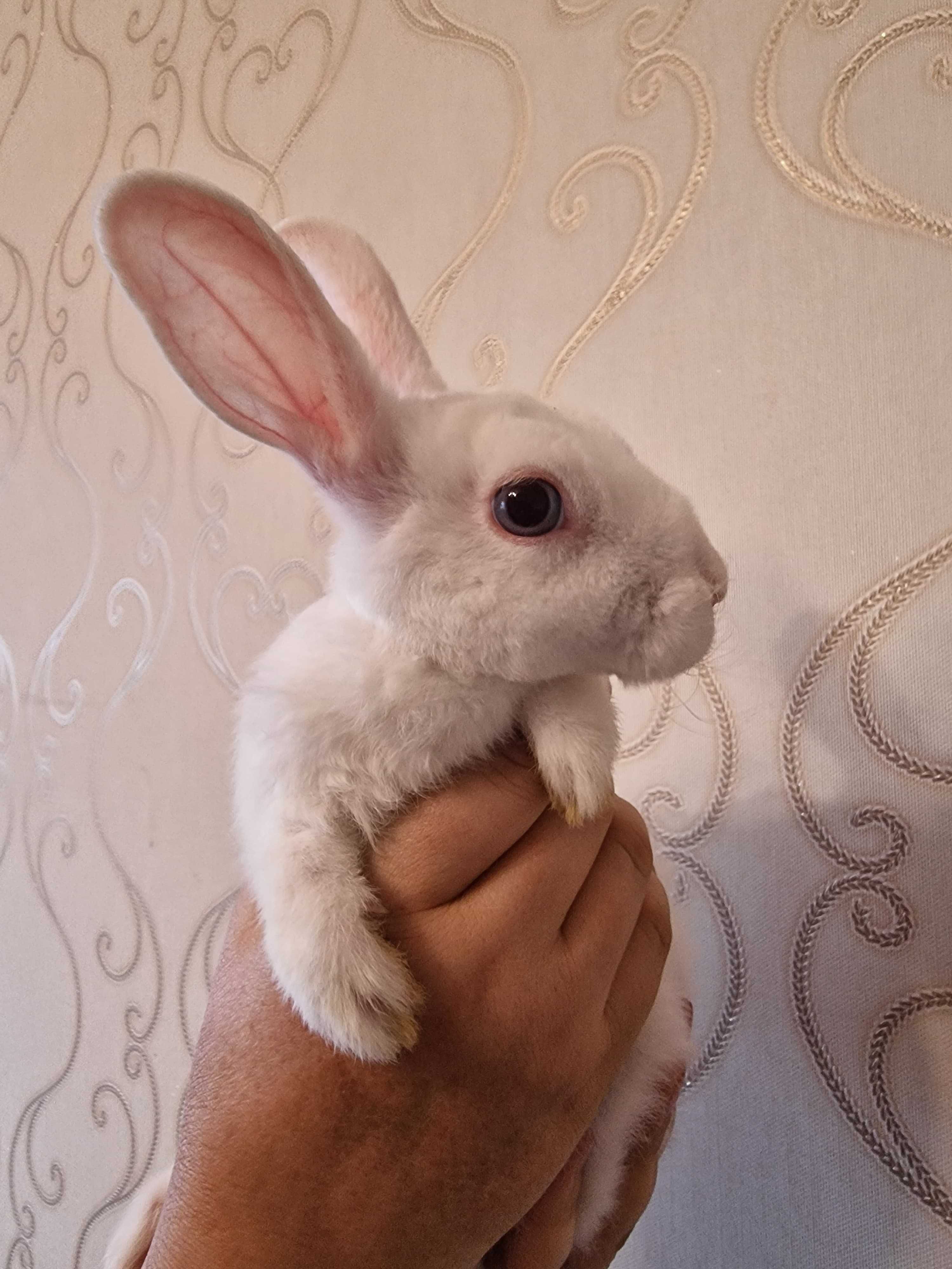 Белый кролик недорого