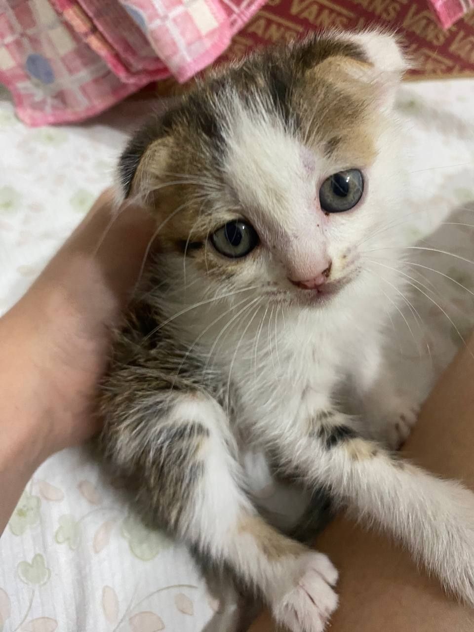 Кошечка ищет дом