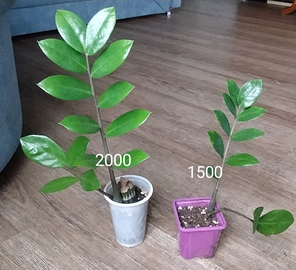Цветы комнатные разные
