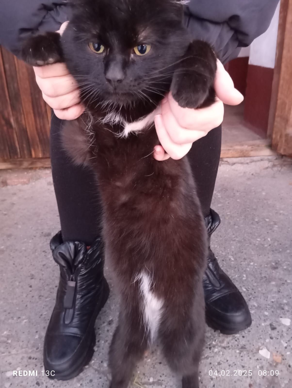 Нужен дом для котика!