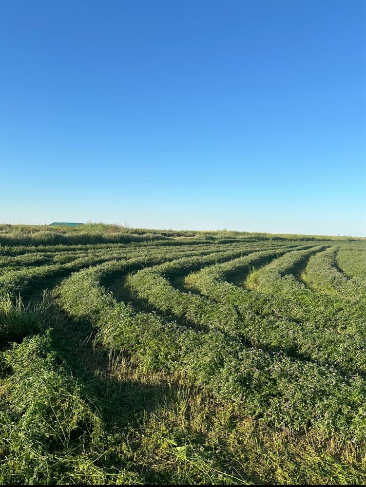Жоңышқа сатылады,