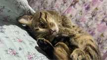 Самый умный котёнок ждет своих хозяев