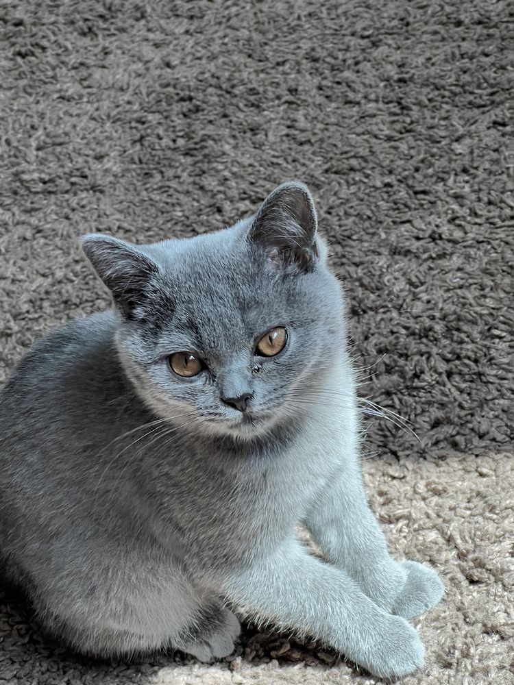 Котенок британский