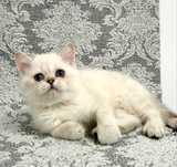 ласковый котёнок