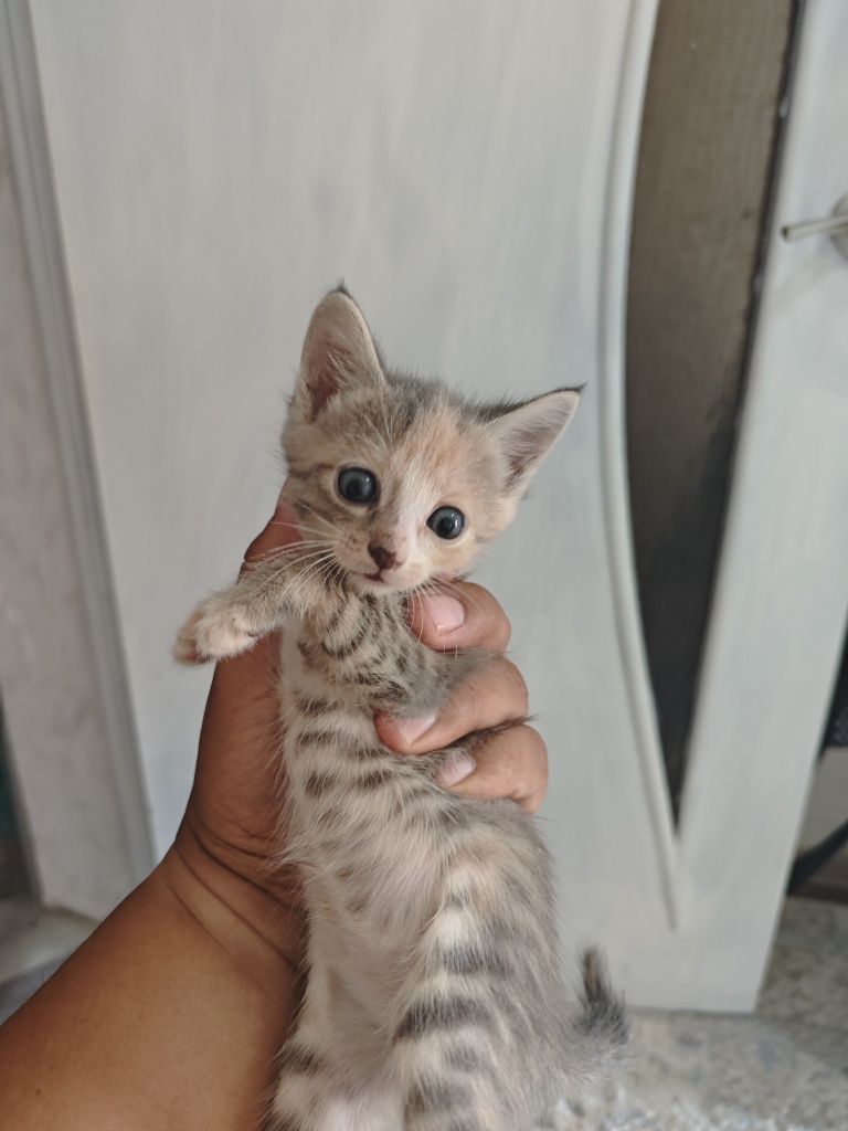 Котята мать крысолов