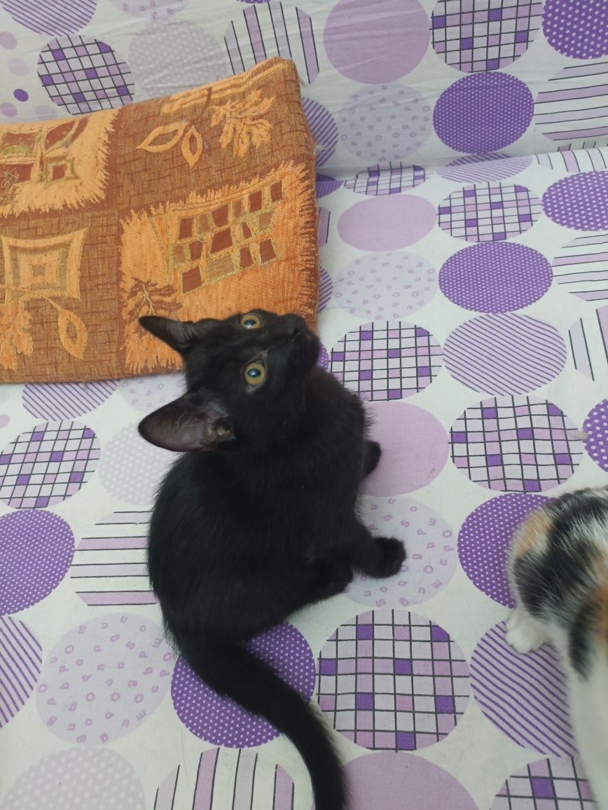 Котята в заботливые ручки